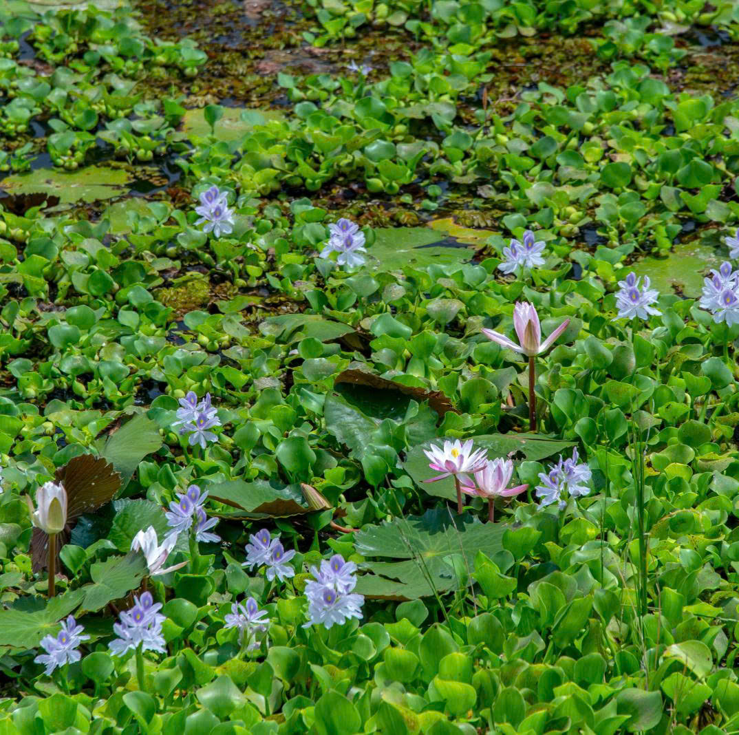 CHI Collection water hyacinth basket collection