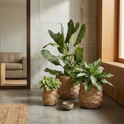 Hyacinth Planters Set