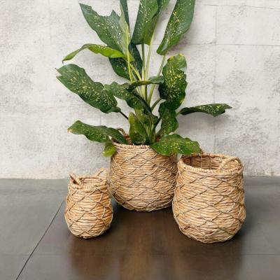 Hyacinth Planters Set